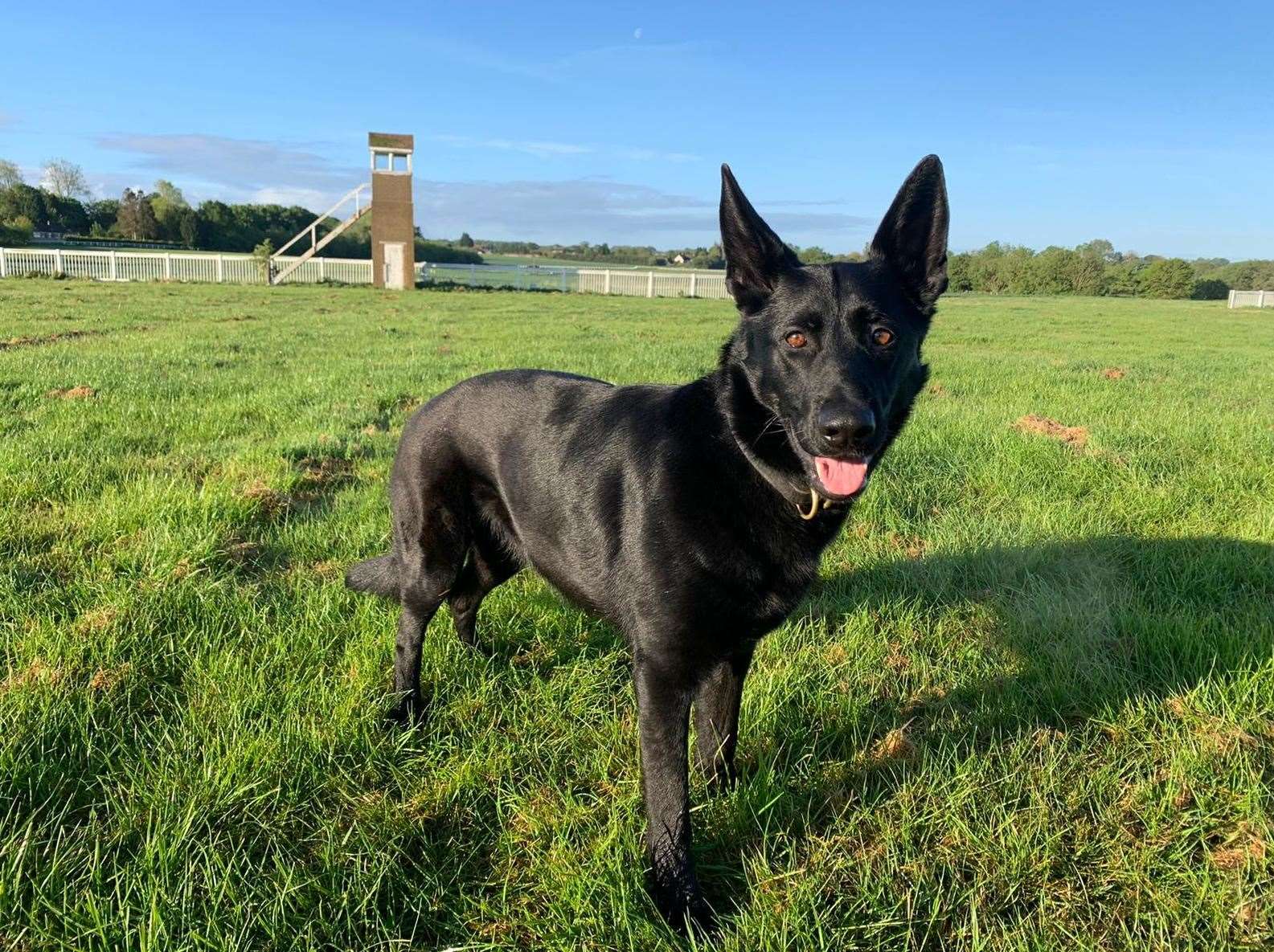 Police dog Elsa and her handler helped in the arrest of suspects following the discovery of a cannabis farm in Swanley