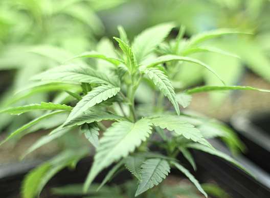 Cannabis plants. Stock image.