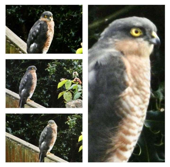 John Prout believed he saw a peregrine falcon in his back garden last year