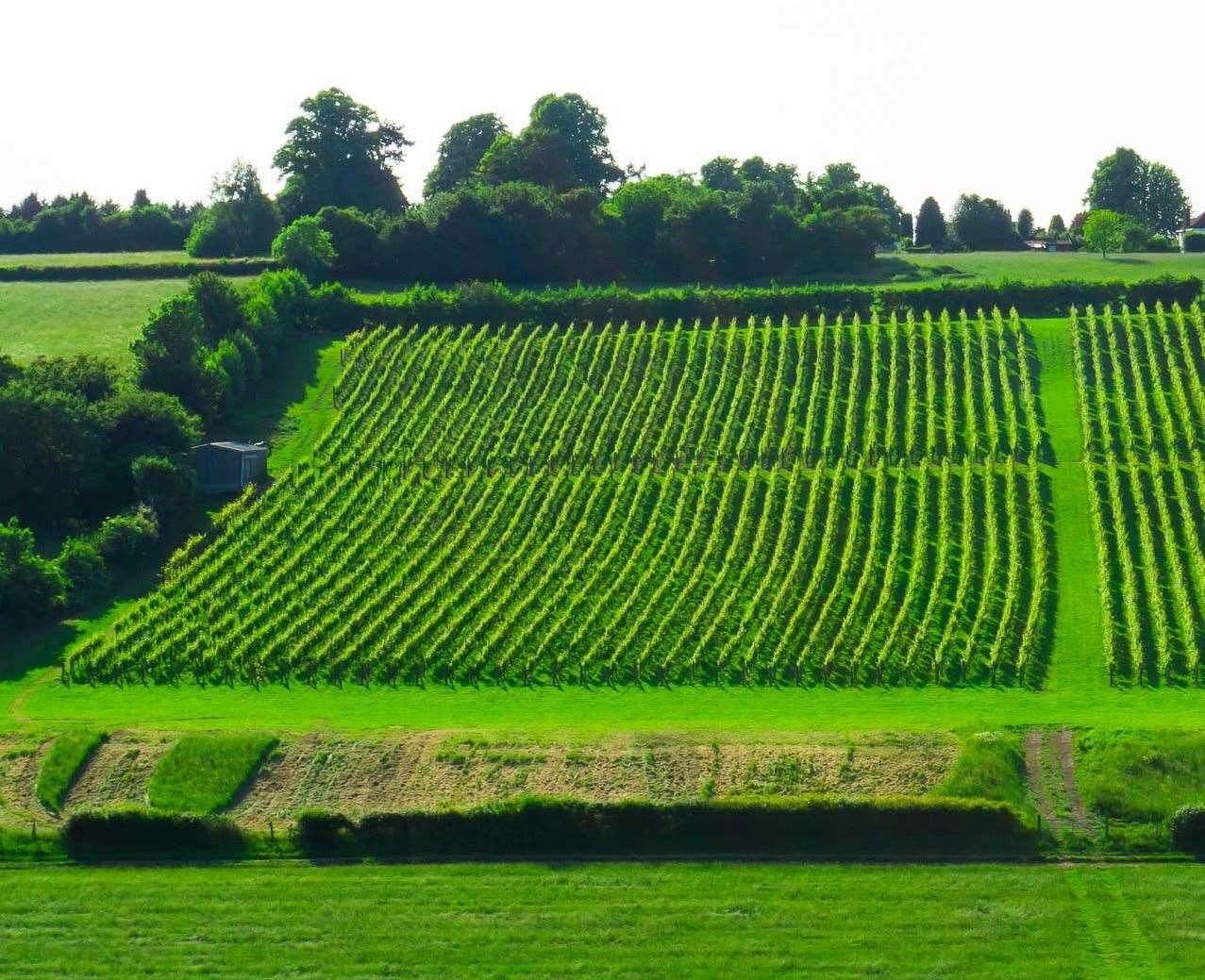 Meopham Valley Vineyard in the North Downs of Kent. Photo: Surinder Bassi