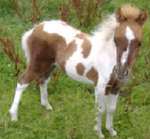 One of the pedigree ponies killed by the arson attack