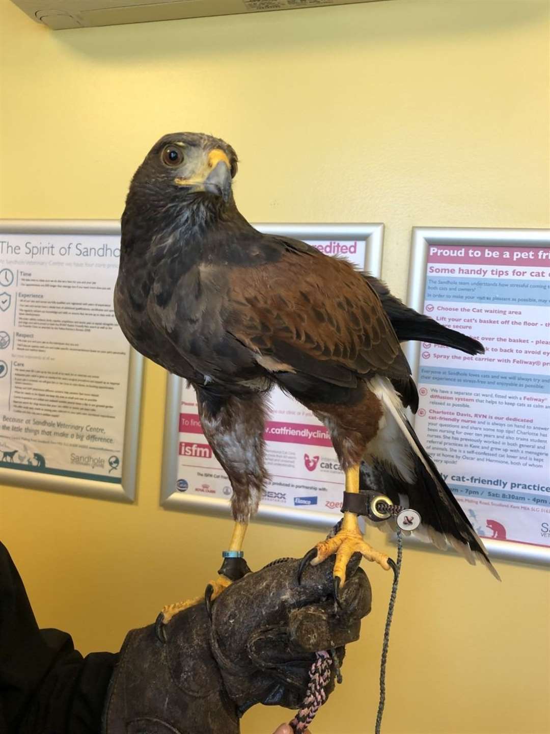 Phoenix the hawk was bitten by a squirrel and needed surgery at Sandhole Vets in Snodland. Picture: Sandhole Vets
