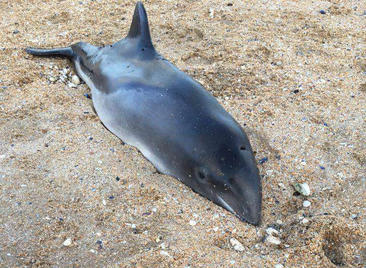 A porpoise was washed up on the beach at Westbrook Bay, Margate this morning