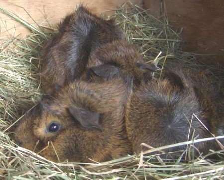 Police have released this picture of the guinea pigs taken in the raid