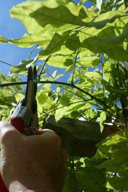 Pruning a wisteria