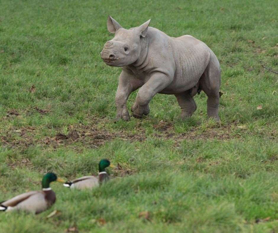 This baby rhino looks like he's having fun. Picture: Howletts Wild Animal Park