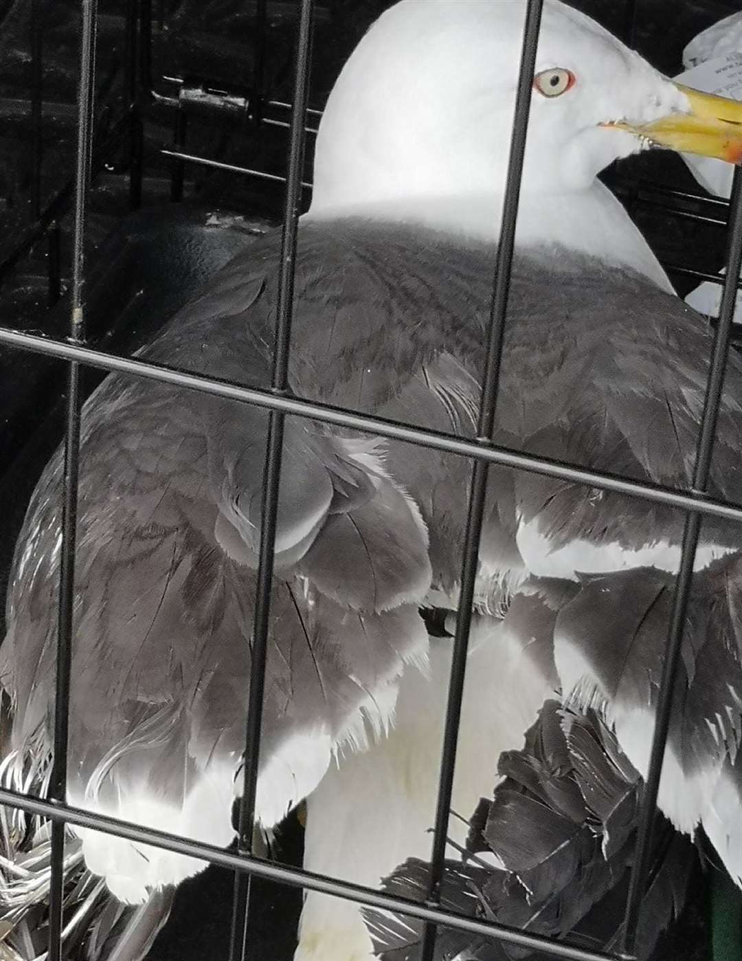 The bird is now being looked after at a rehab facility. Picture: Sheila Stone