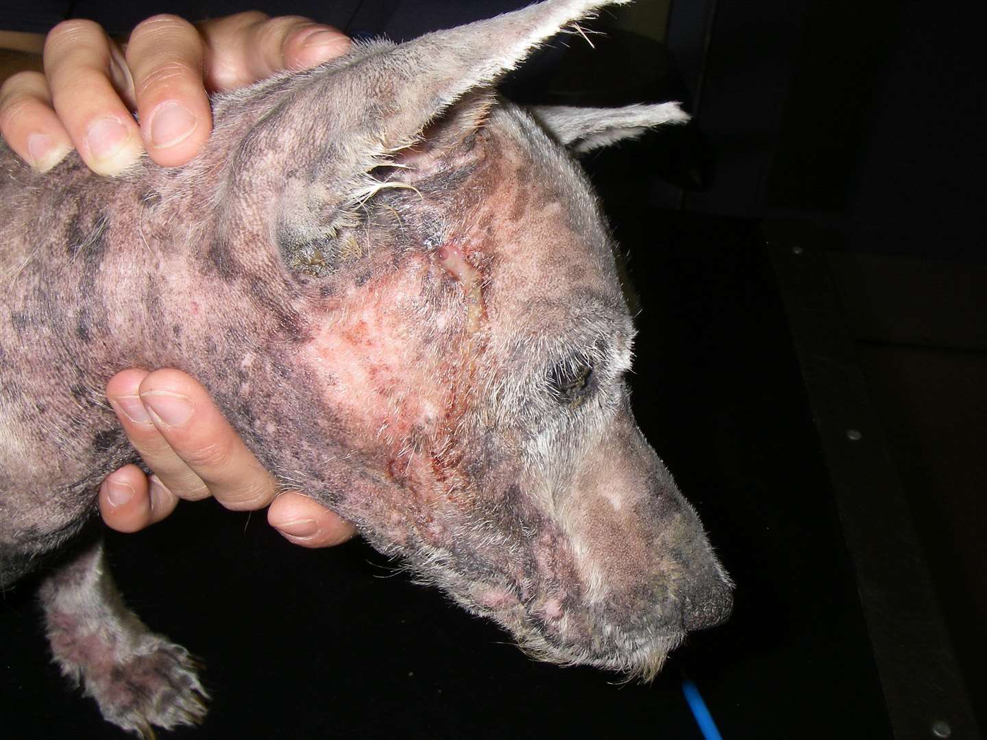 The terrier, which had to be shaven because of its horrific condition. Picture: RSPCA