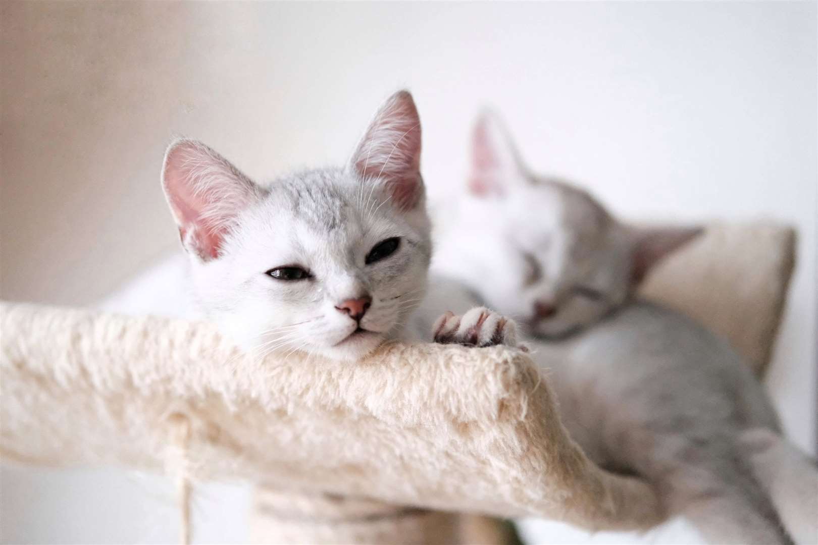 Cats also like to sleep with one another for comfort and safety. Picture: Tomas Ryant, Pexels