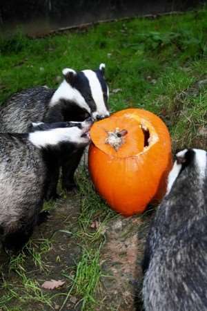 Badgers tuck into their pumpkin treat at Wildwood