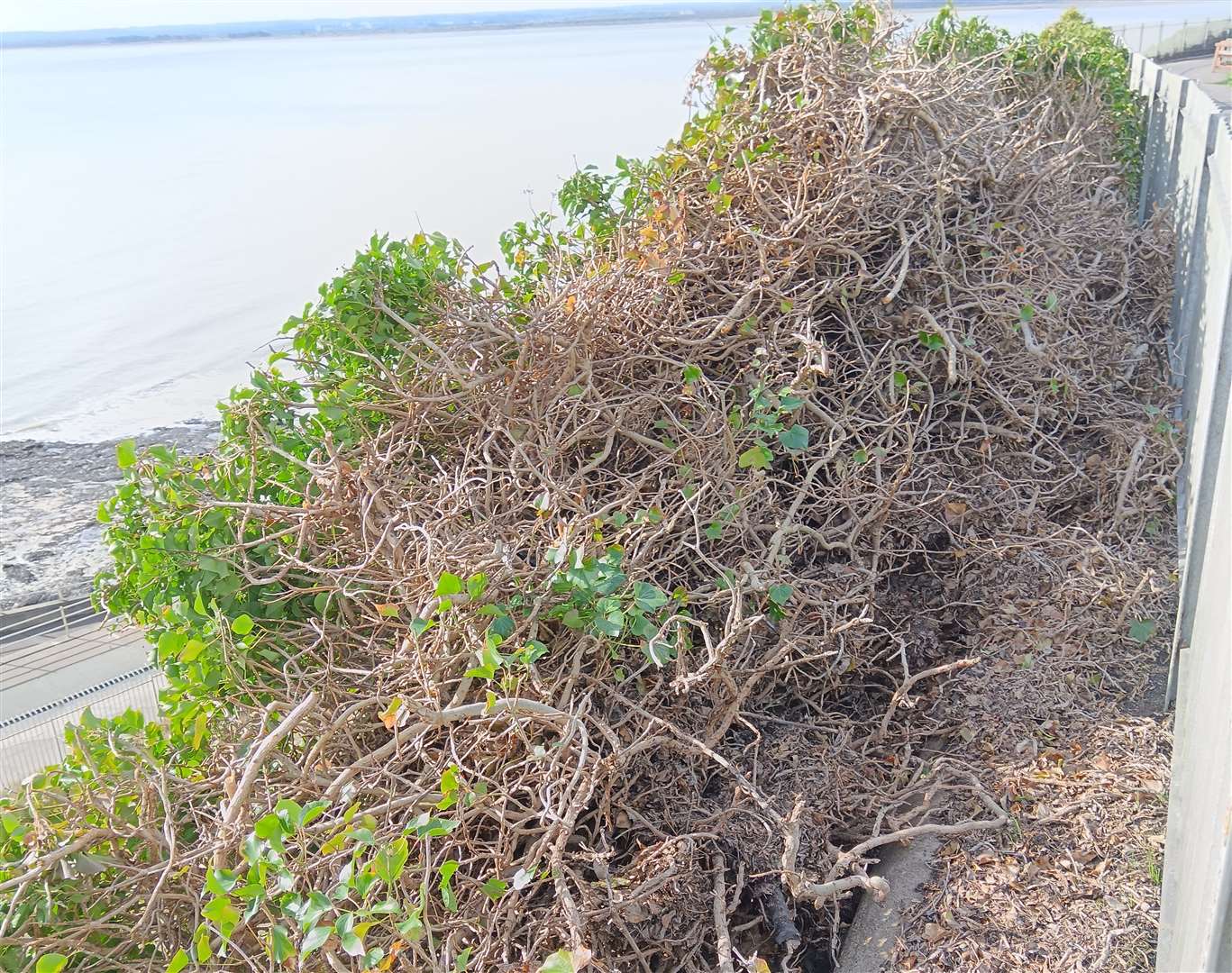 The ivy started coming away as it was cut off from the railings at the top of the cliff. Picture: Nik Mitchell