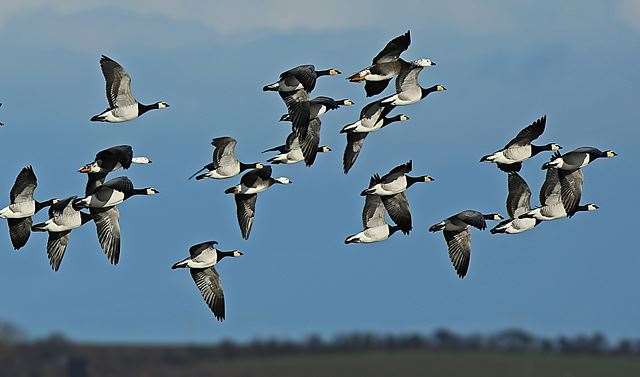 Barnacle and blue-phase snow geese at Elmley Nature Reserve, Sheppey. Picture: Robert Canis