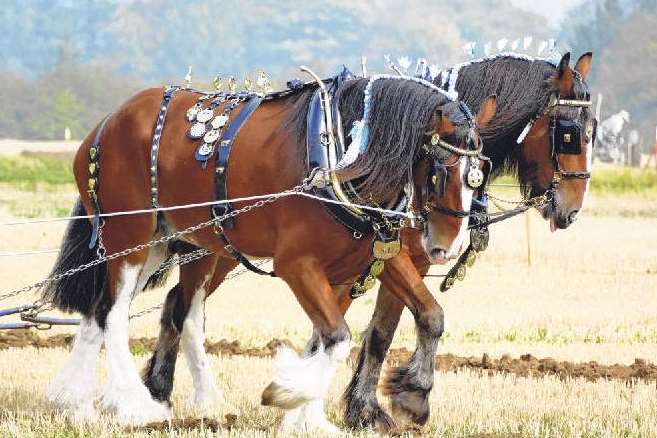Simon Willis, of School Lane, Wingham, captured gentle giants Sid and Sam in action at the East Kent Ploughing Match