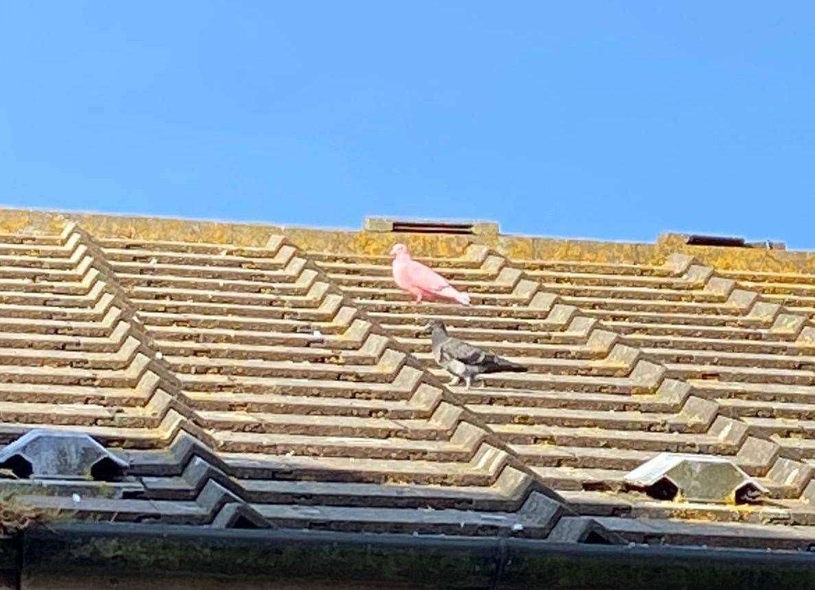 A pink pigeon was spotted in Newtown in Ashford