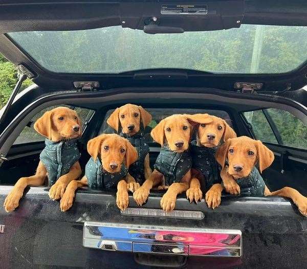Six pups rescued after being dumped are set to be employed as sniffer dogs for the prison service. Image: Swale Borough Council