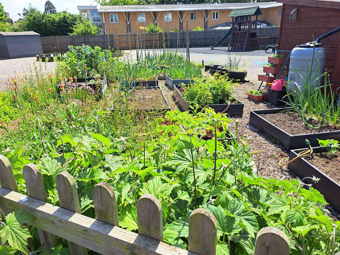 The Gardening Club's vegetable plot