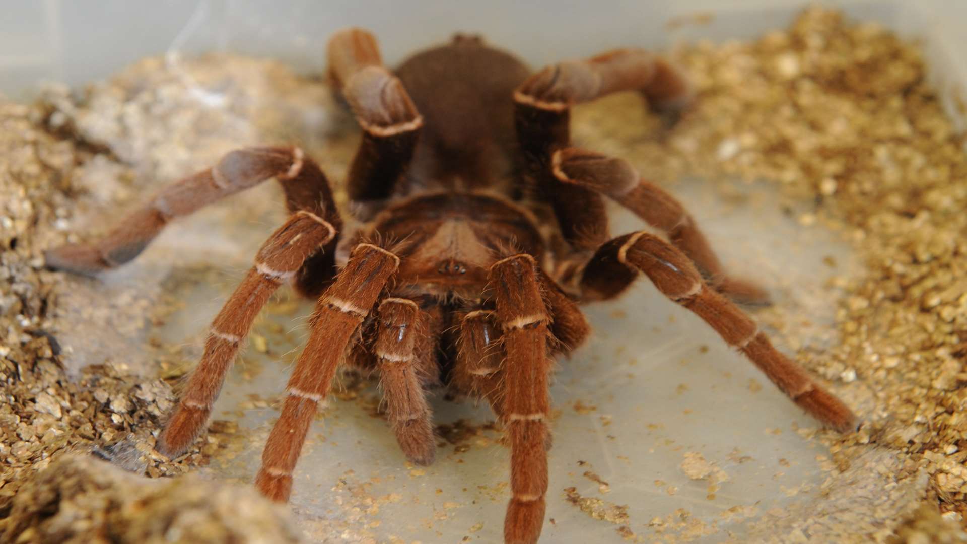 King Baboon Tarantula from Africa