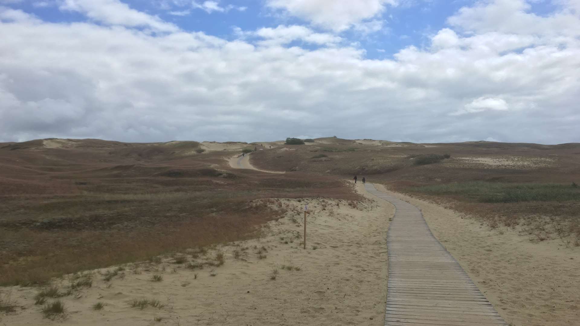 A 'dead' sand dune on the Curonian Spit, Lithuania. Picture: Ed McConnell