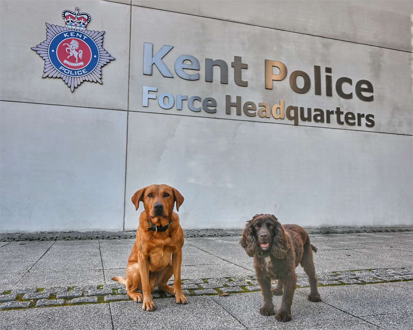 Dogs helped in the search. Picture supplied by Kent Police