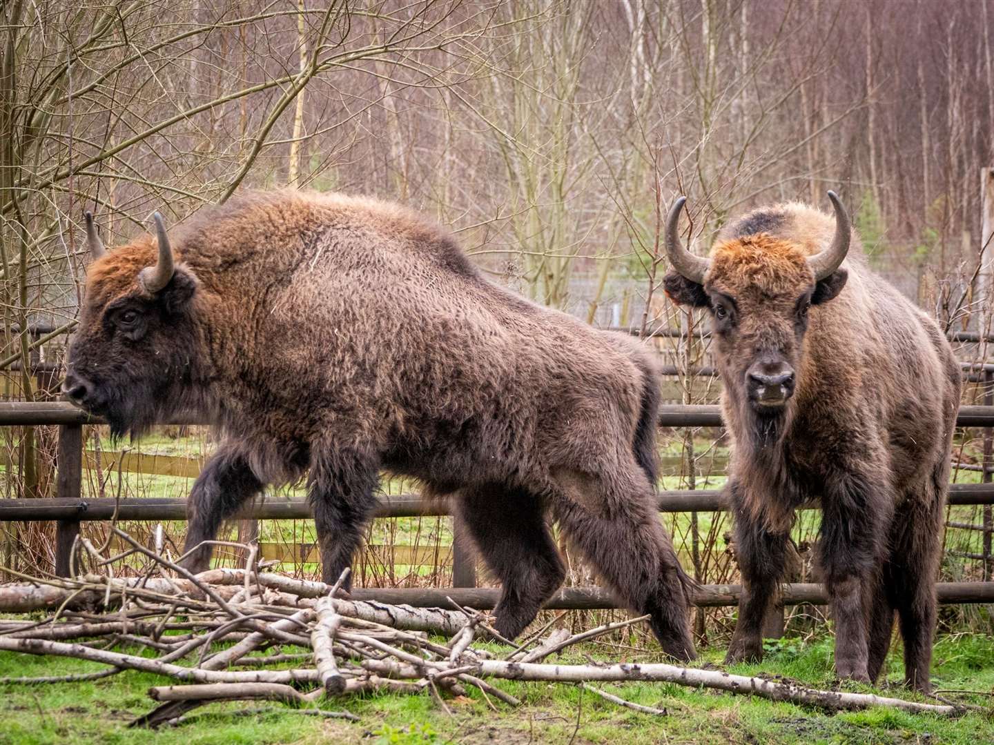 Wildwood Trust has welcomed two new bison bulls. Picture: Nathan Harding Lee