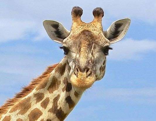 Wingham Wildlife Park announced the exciting news it is welcoming giraffes this month. Stock picture
