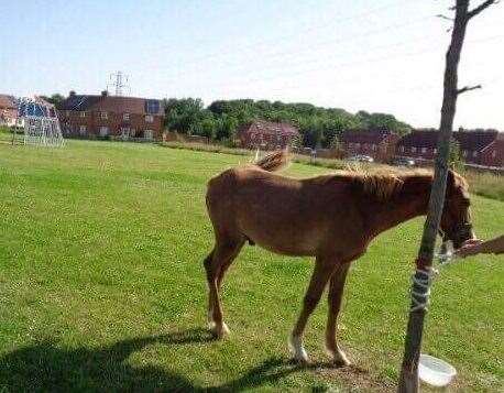 Chance was found abandoned in a park (13298197)