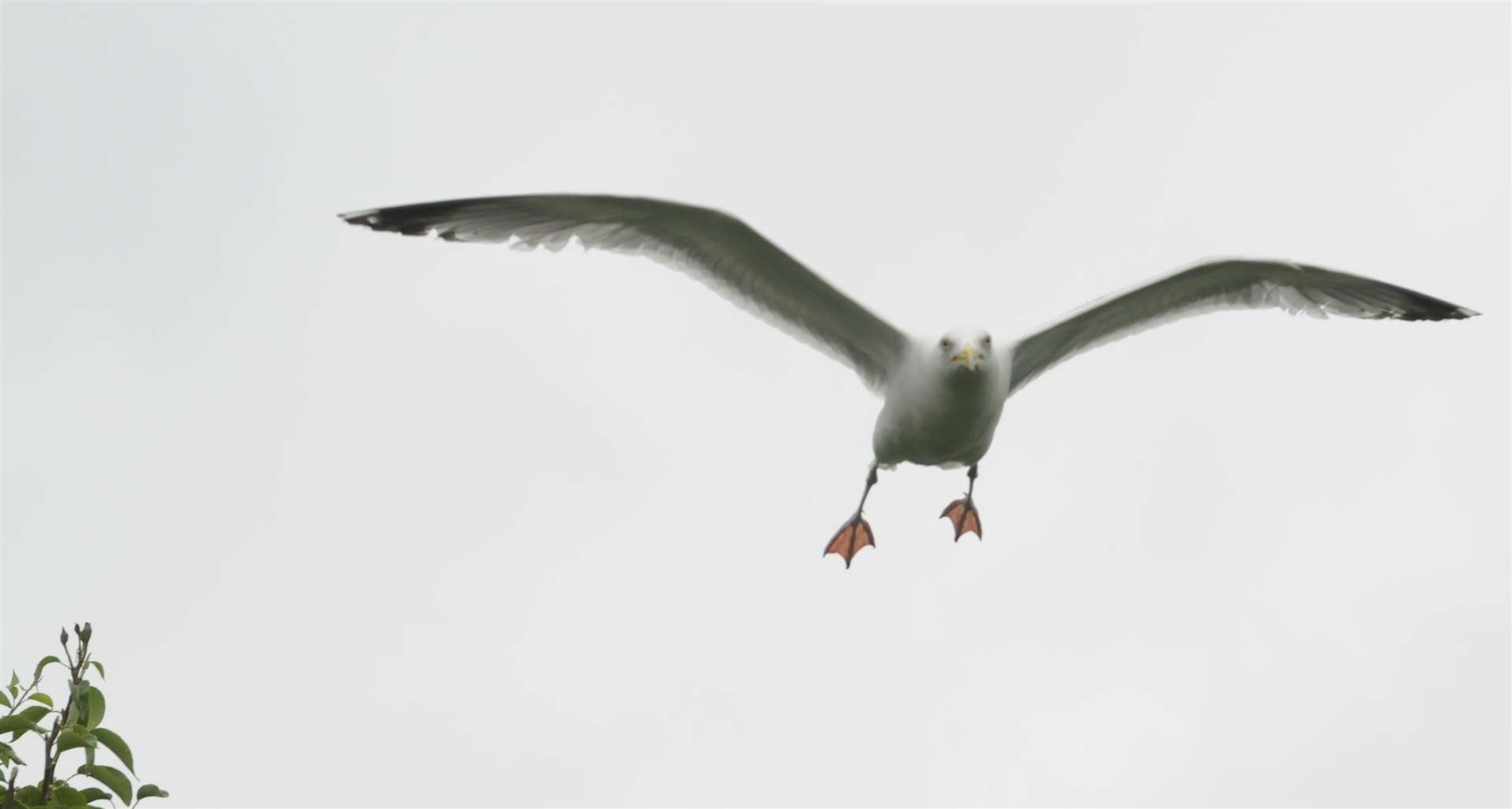 The renegade seagull has been terrorizing people in Minster. Stock picture