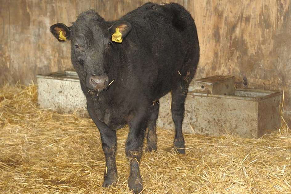 A calf that escaped from a school farm has been named Usain after sprinter Usain Bolt