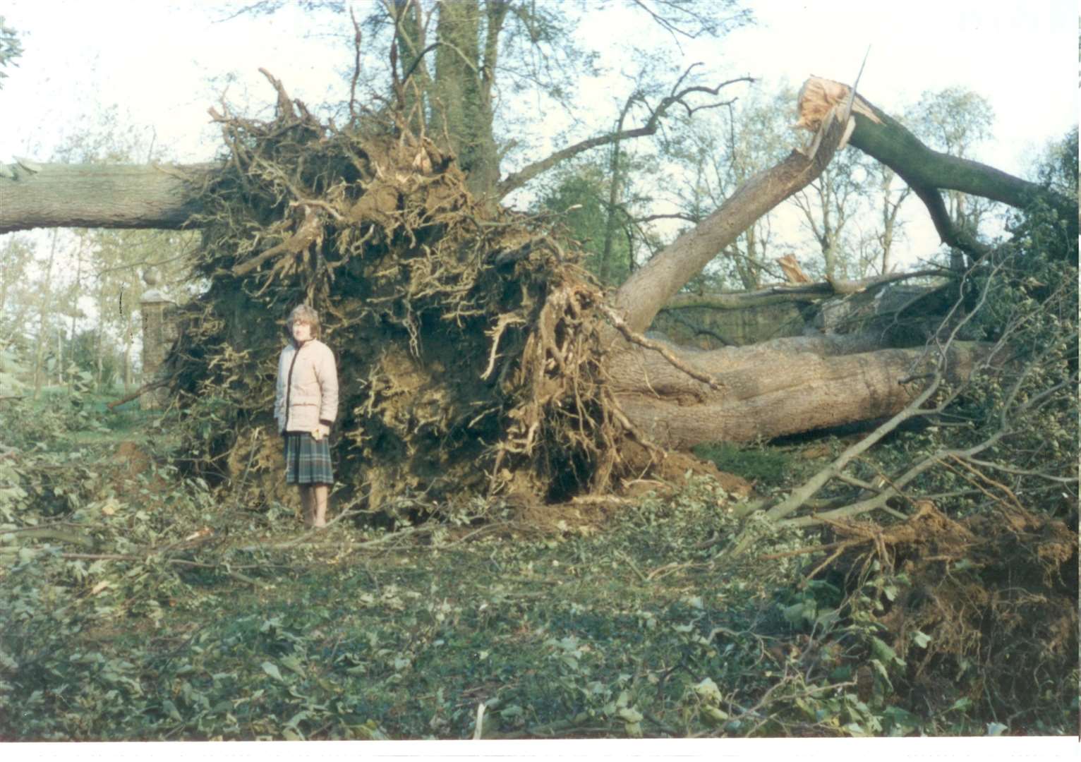 The roots of a large oak blown over at Godinton House, Ashford, after the Great Storm in October 1987