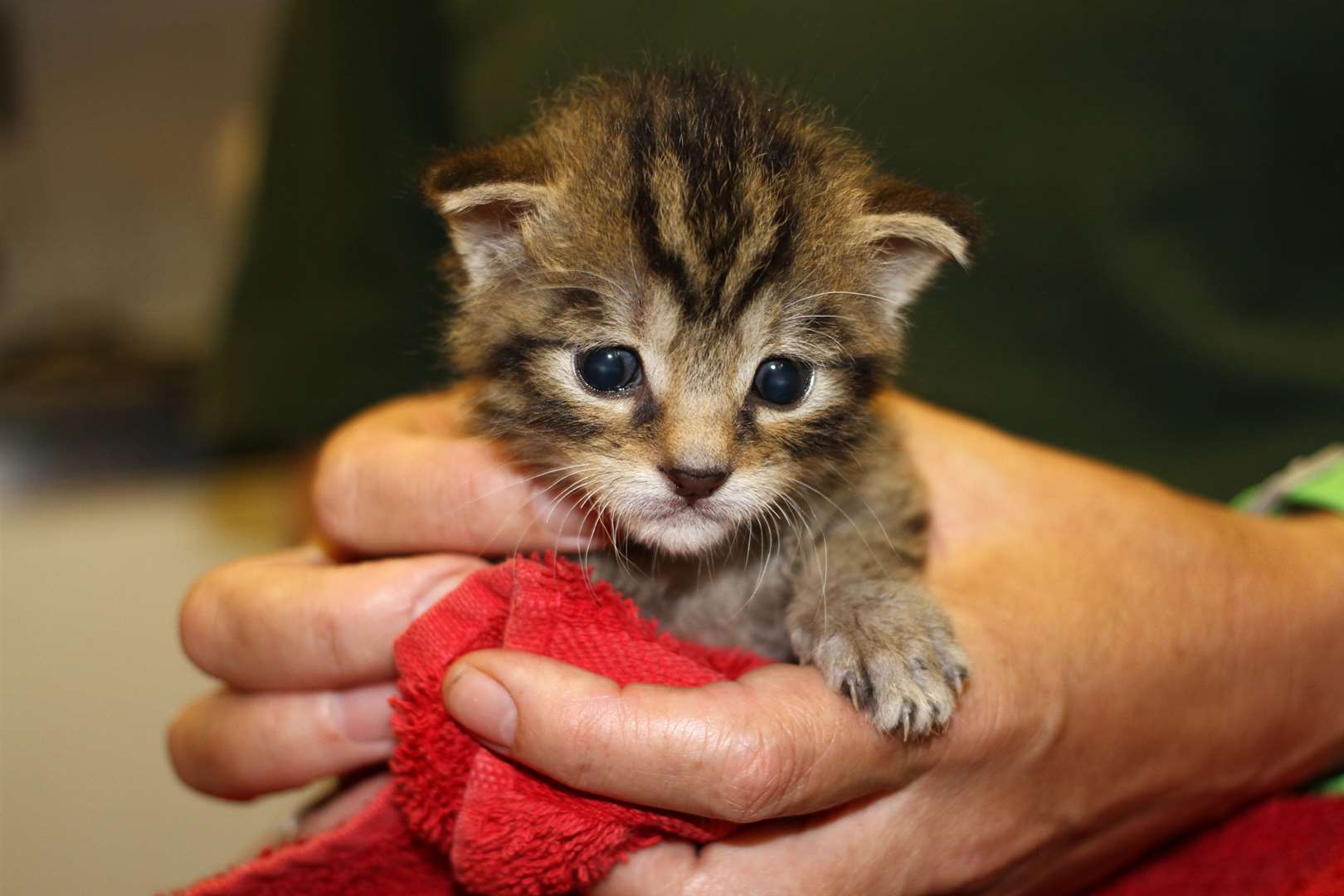 The new wildcat kitten being hand-reared at Wildwood, near Herne.