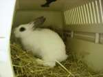 This rabbit was in the six found abandoned