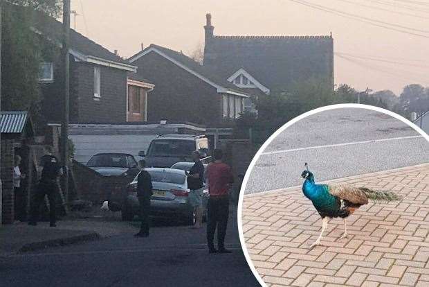 The police were called after the wandering peacocks blocked Middle Deal Road in April