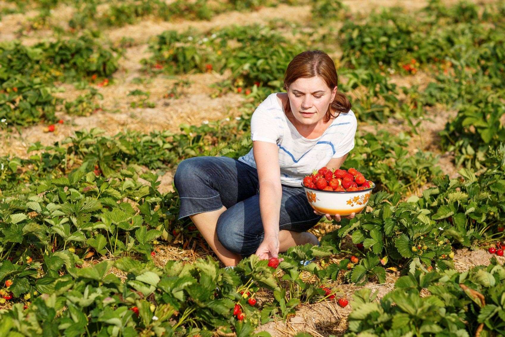 'Skivers' are afraid of hard work like fruit picking, according to one correspondent. Picture: iStock
