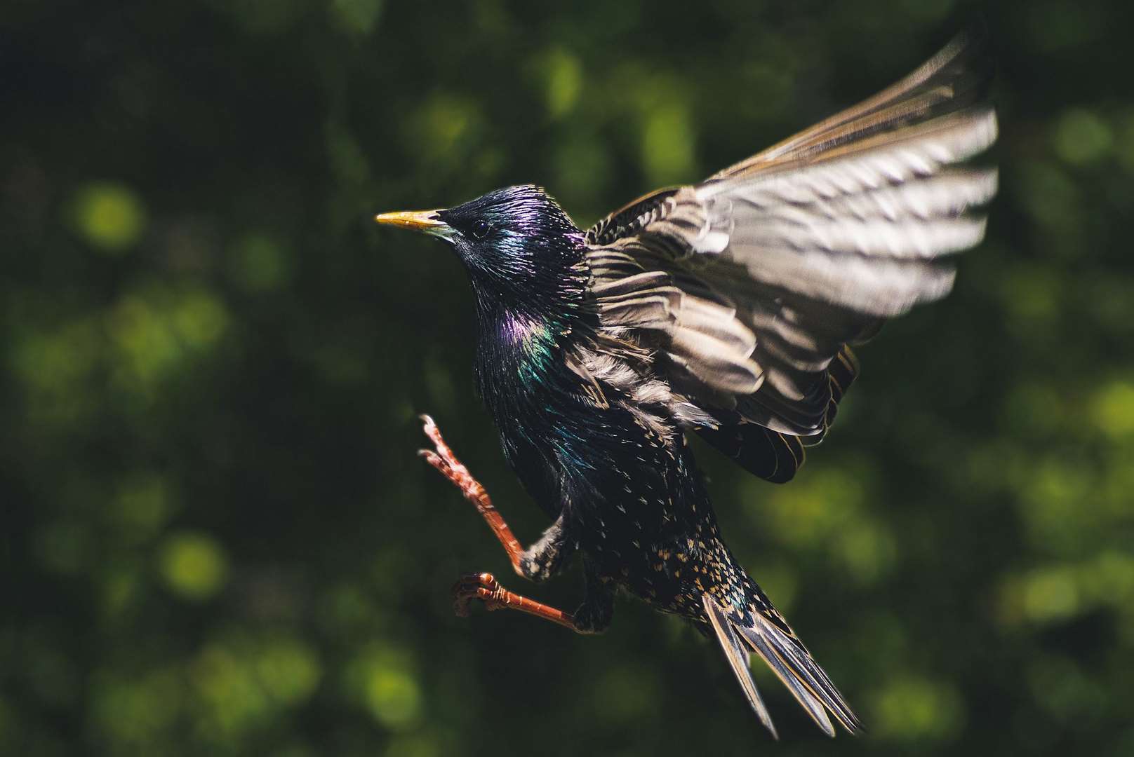 The starling is red listed as a bird of high conservation concern. Picture: Jenny-Louise Read