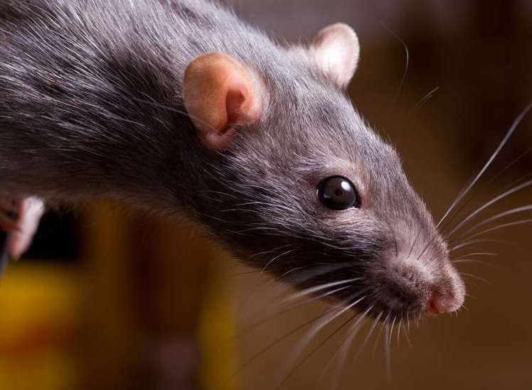 Bosses at Happy Samurai in Canterbury were told to stop service and fix the rat problem. Picture: Stock Image
