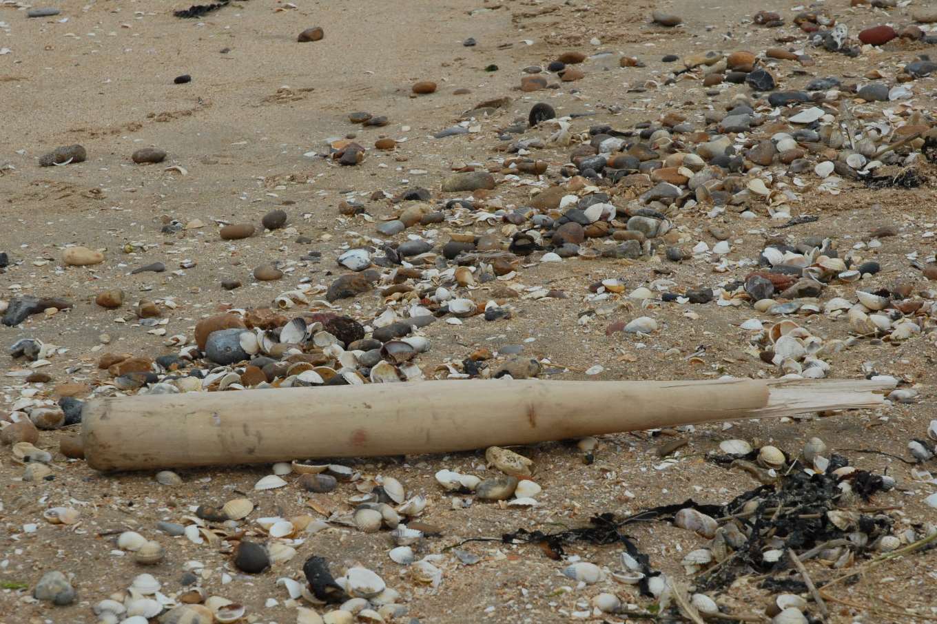 A bloodied baseball bat found on the beach at Warden by detectives