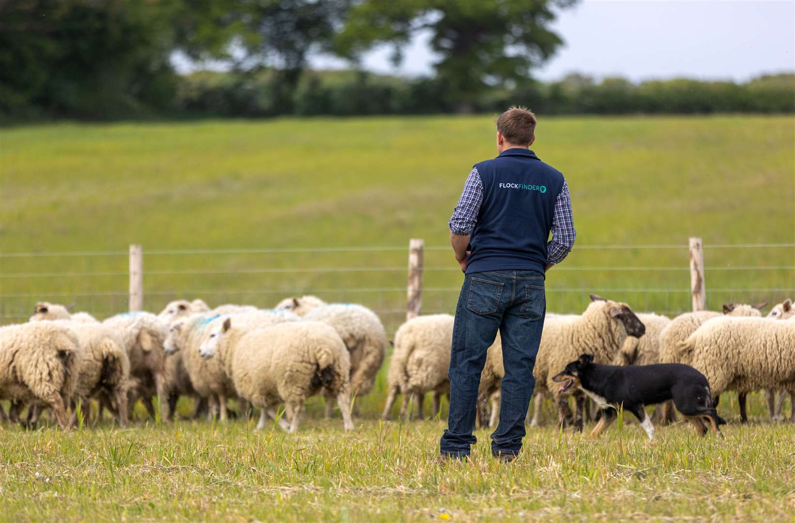 The app has been developed in conjunction with sheep farmers on Romney Marsh. Picture: FlockFinder