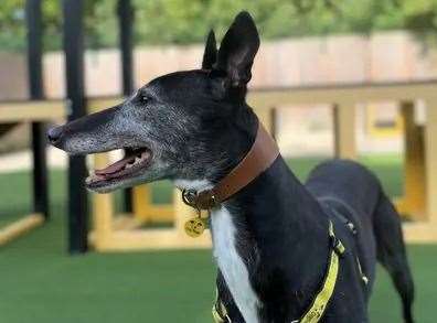 Edith the greyhound. Picture: Dogs Trust