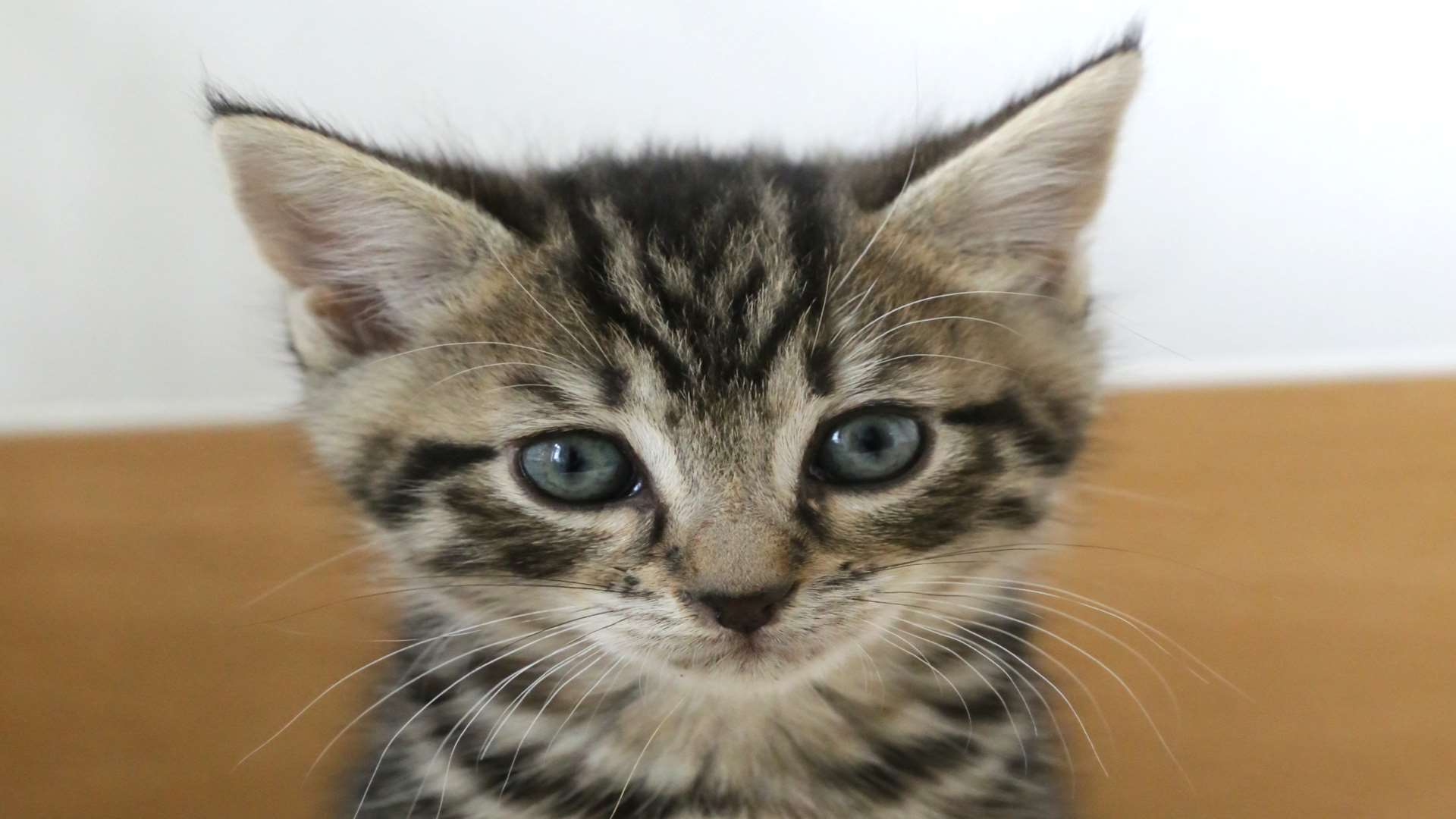 Kemp, one of the five kittens, who is looking for a new home. Picture: Anim-Mates.