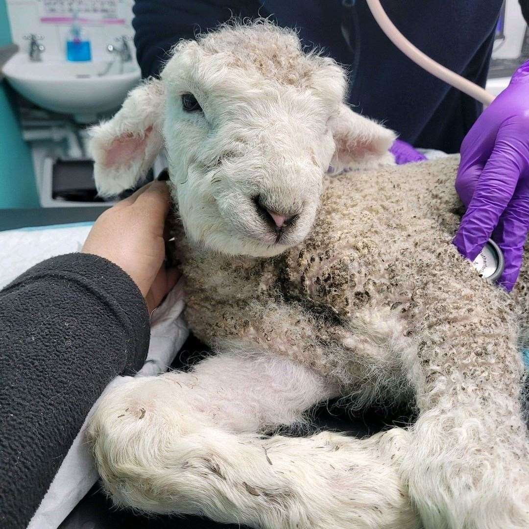 Jezzy the lamb is assessed by a vet