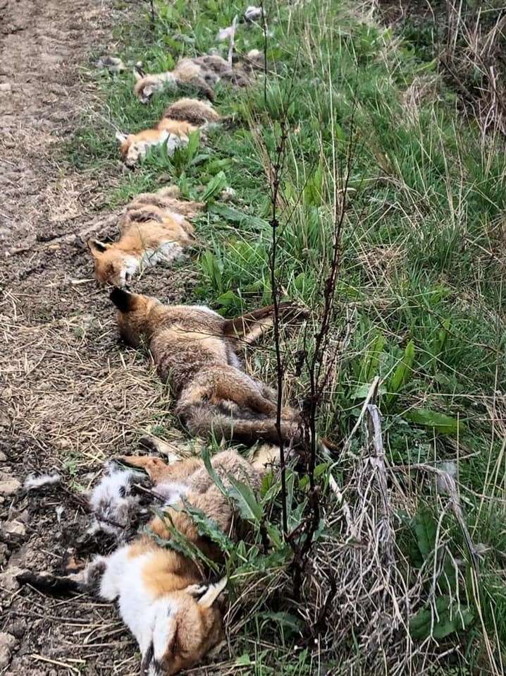The distressing scene of dead foxes