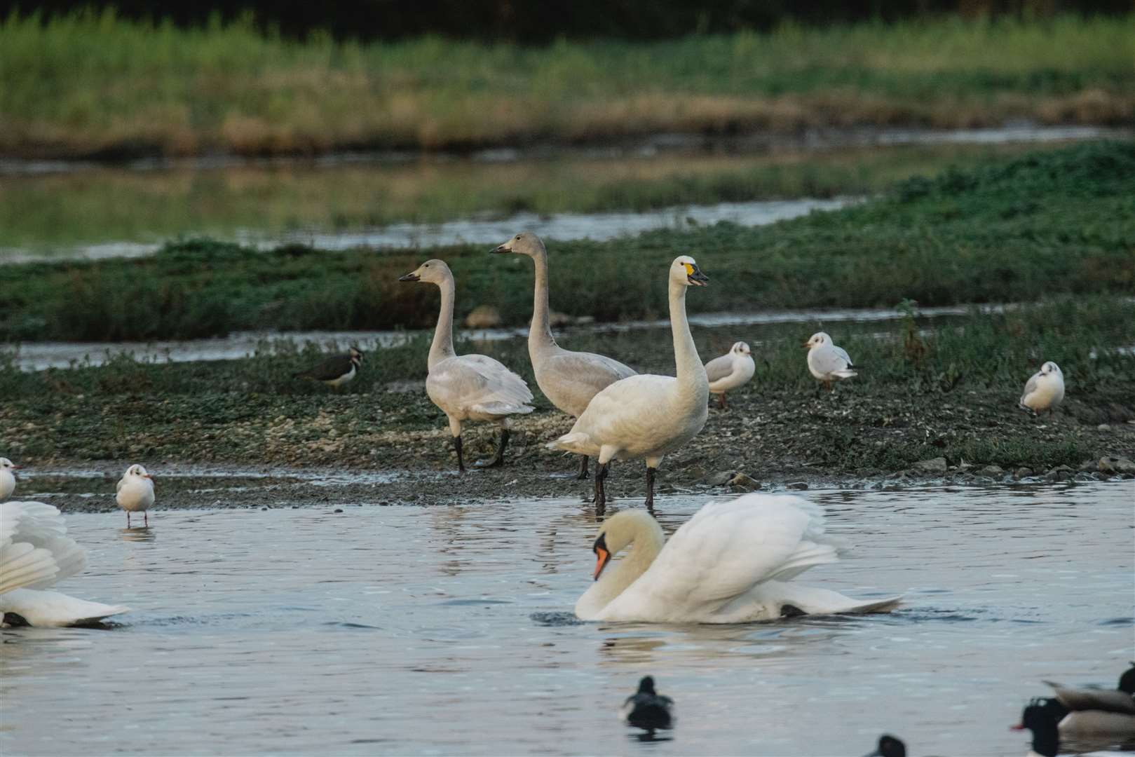 The arrival of the Bewick’s swan at the WWT Slimbridge reserve in Gloucestershire has been the latest recorded since 1965 (WWT/PA)