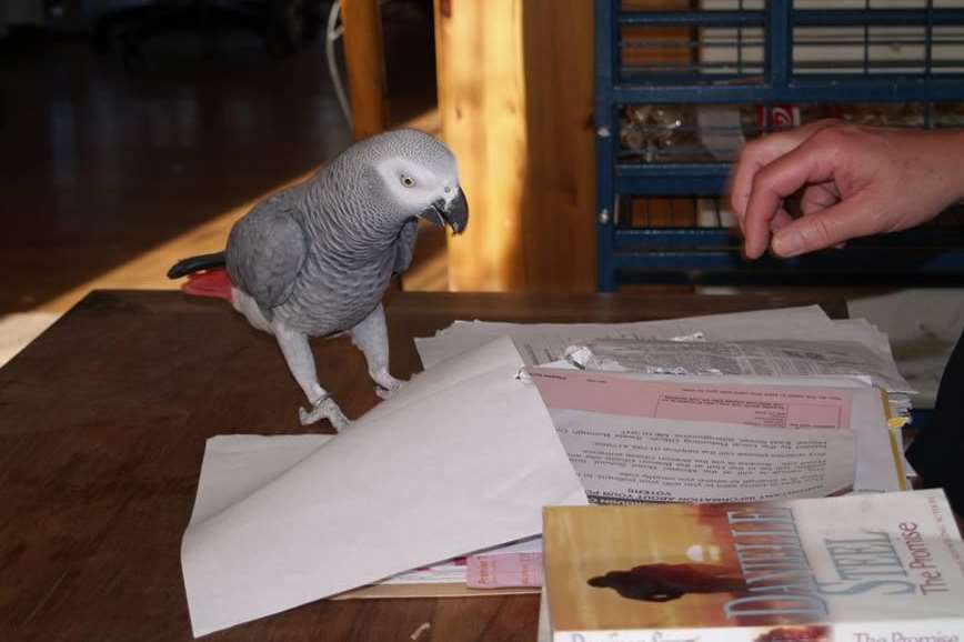 African grey parrot Blue was a much-loved family member