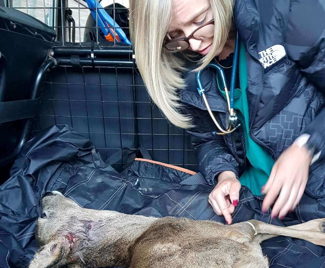 A group of teens sprung into action in an attempt to save an injured deer at a park in Sevenoaks