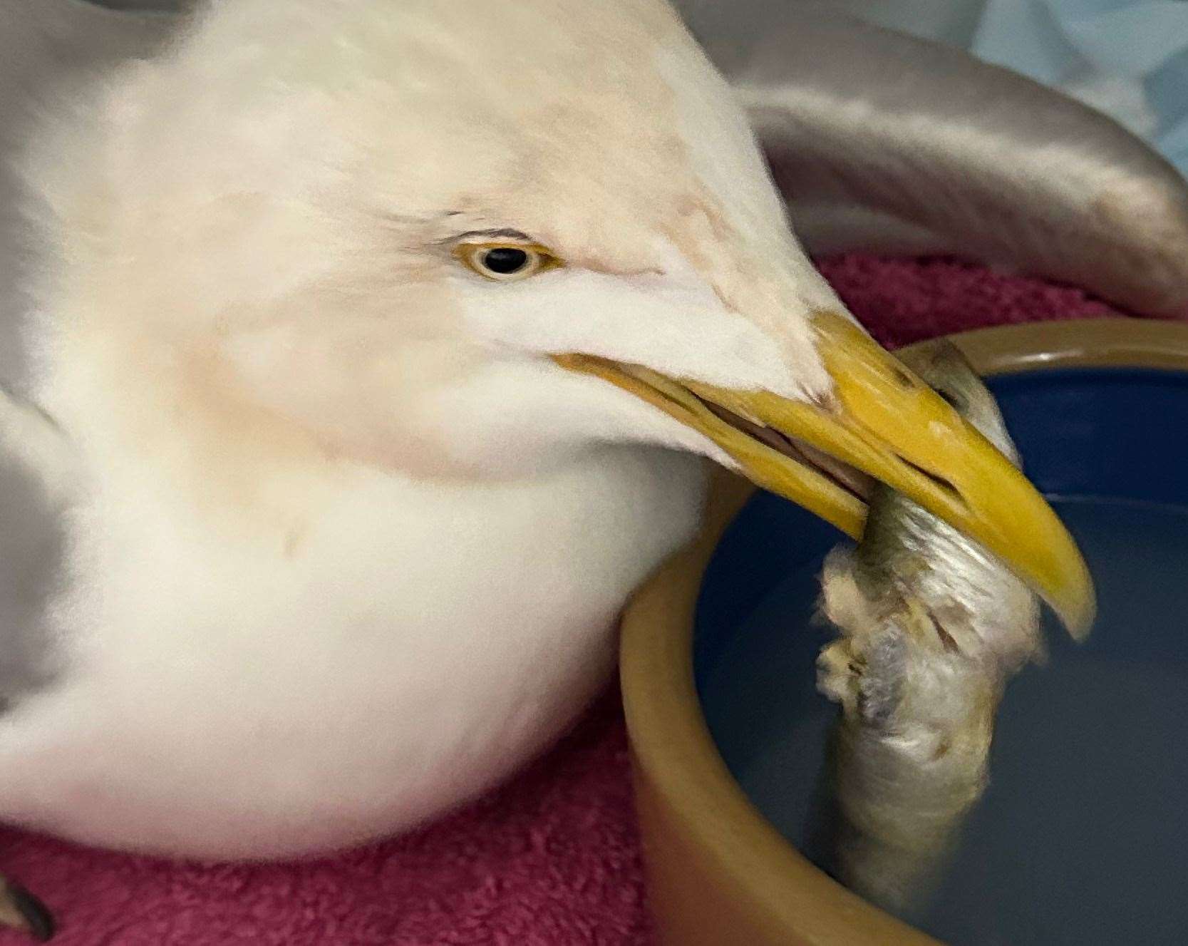 The seagull, found near Faversham, is now recovering well from his ordeal. Picture: Serena Henderson