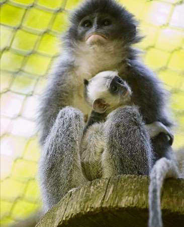 The new arrival - an endangered grizzled leaf monkey