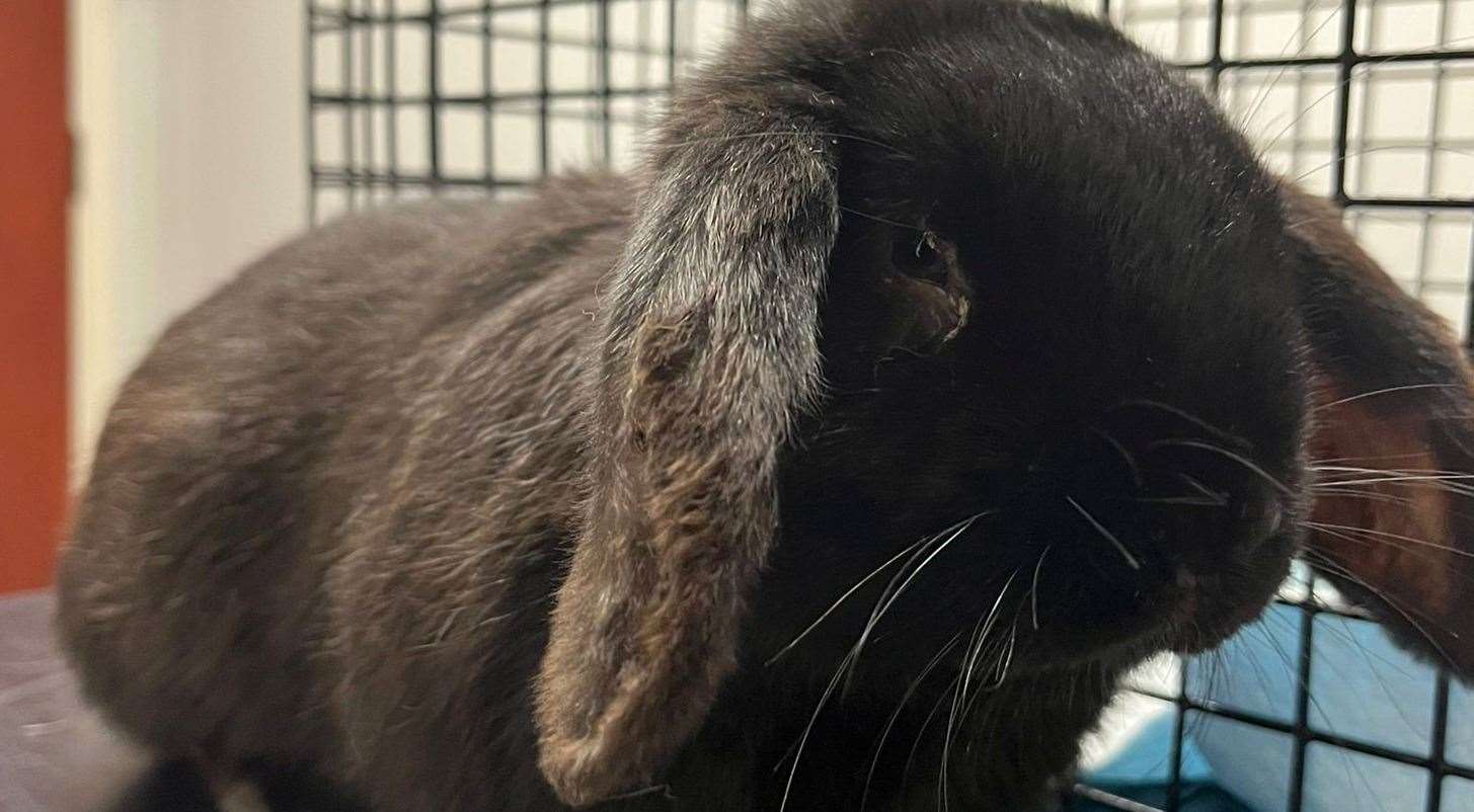 20 Rabbits were taken by the rescue centre in Margate