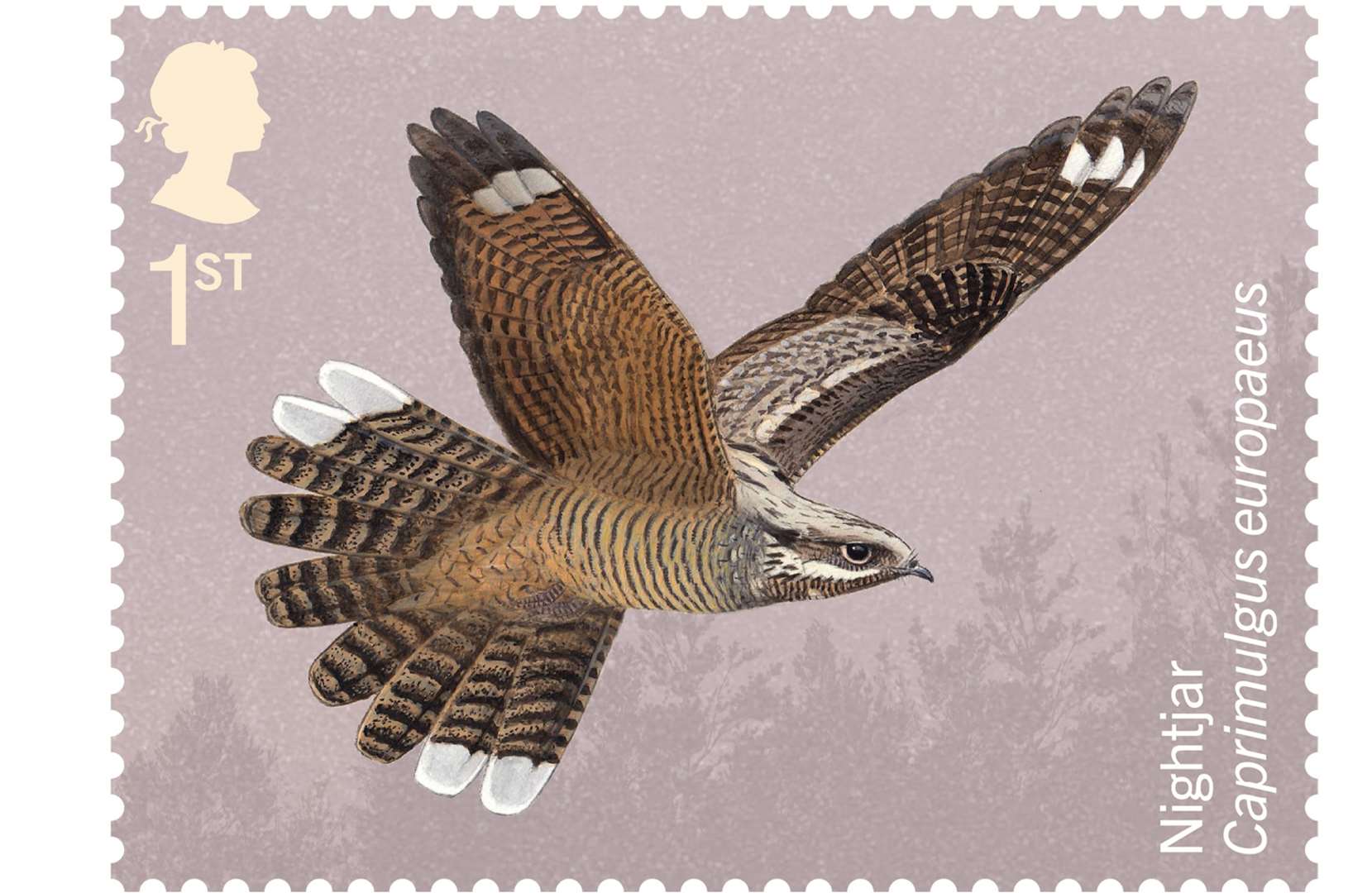 The stamps have been drawn by ornithologist Killian Mullarney