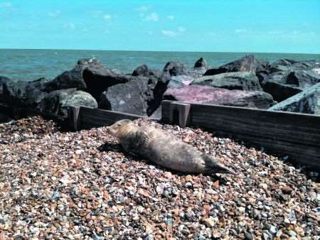 Seal washed up in Herne Bay