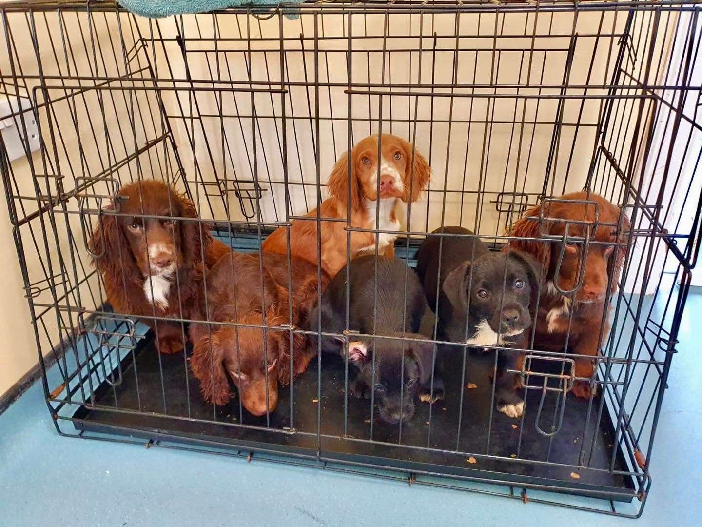Six puppies were found dumped in Broad Oak, Canterbury. Picture: RSPCA-Canterbury and District Animal Centre.